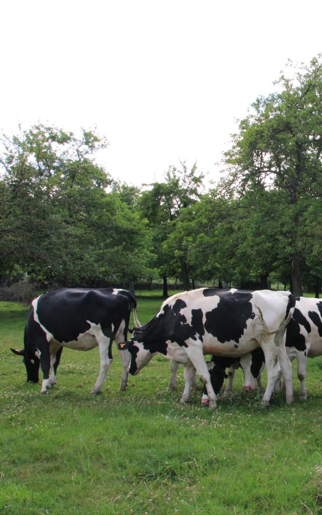 Bagnoles Orne Manoir Durcet Ferme Calvados Terroir Savoir Faire Visite Cidre Pomme Champ Vache 2