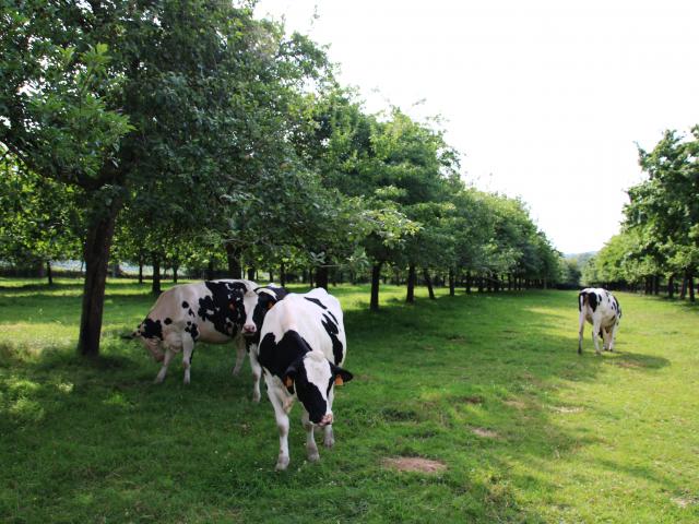 Bagnoles Orne Manoir Durcet Ferme Calvados Terroir Savoir Faire Visite Cidre Pomme Champ Vache