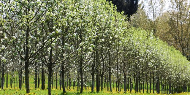 Bagnoles Orne Manoir Durcet Ferme Calvados Terroir Savoir Faire Visite Cidre Pomme Champ Verger Campagne 3