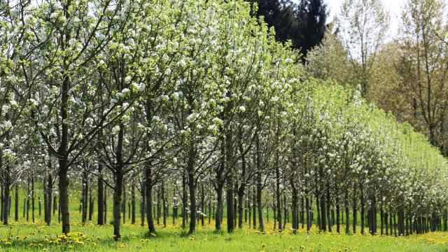 Bagnoles Orne Manoir Durcet Ferme Calvados Terroir Savoir Faire Visite Cidre Pomme Champ Verger Campagne 3