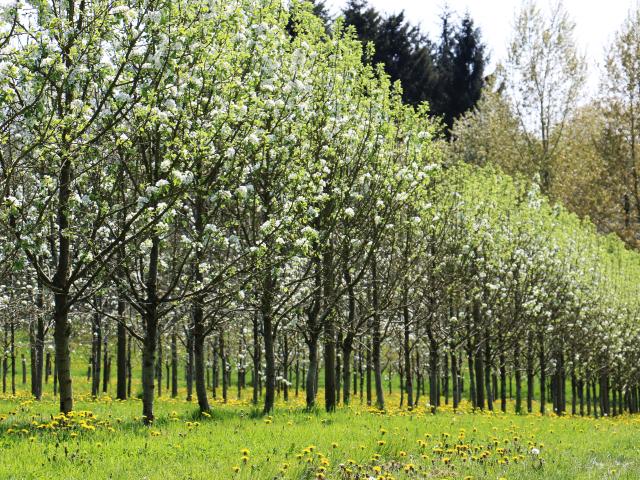 Bagnoles Orne Manoir Durcet Ferme Calvados Terroir Savoir Faire Visite Cidre Pomme Champ Verger Campagne 3