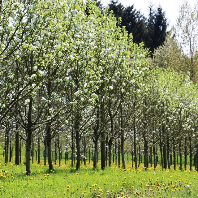 Bagnoles Orne Manoir Durcet Ferme Calvados Terroir Savoir Faire Visite Cidre Pomme Champ Verger Campagne 3