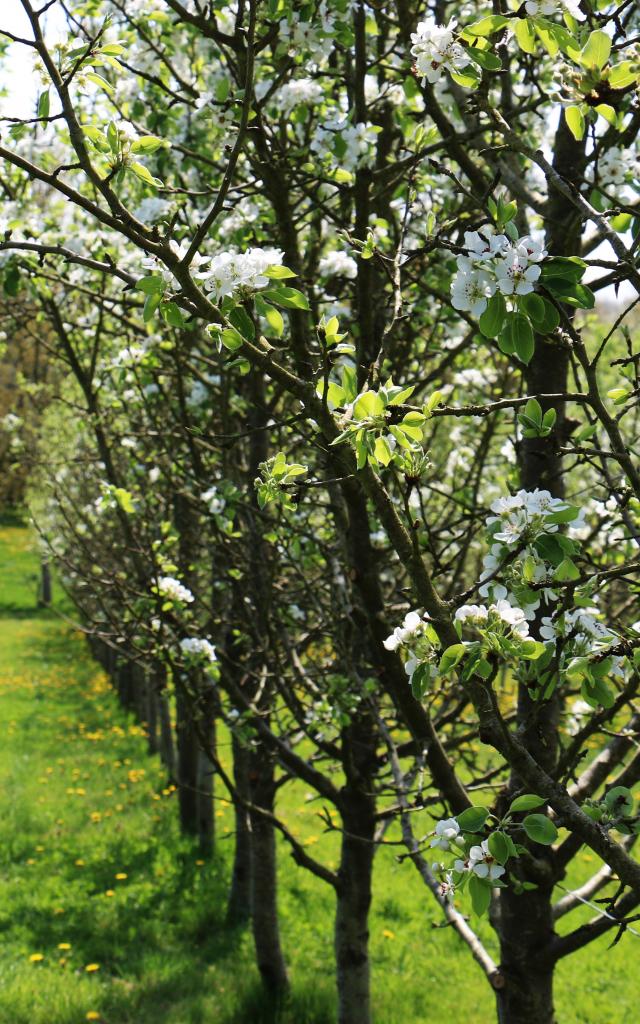 Bagnoles Orne Manoir Durcet Ferme Calvados Terroir Savoir Faire Visite Cidre Pomme Champ Verger Campagne Fleurs 2