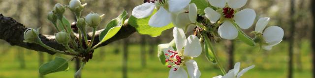 Bagnoles Orne Manoir Durcet Ferme Calvados Terroir Savoir Faire Visite Cidre Pomme Champ Verger Campagne Fleurs