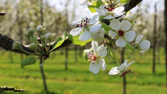 Bagnoles Orne Manoir Durcet Ferme Calvados Terroir Savoir Faire Visite Cidre Pomme Champ Verger Campagne Fleurs