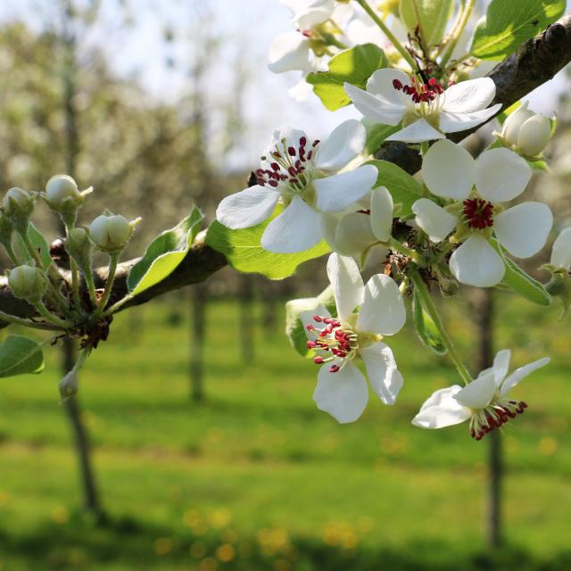 Bagnoles Orne Manoir Durcet Ferme Calvados Terroir Savoir Faire Visite Cidre Pomme Champ Verger Campagne Fleurs