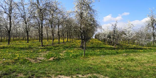 Bagnoles Orne Martellieres Ferme Calvados Terroir Savoir Faire Visite Cidre Pomme Champ Verger Campagne