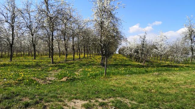 Bagnoles Orne Martellieres Ferme Calvados Terroir Savoir Faire Visite Cidre Pomme Champ Verger Campagne