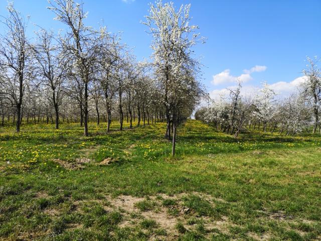 Bagnoles Orne Martellieres Ferme Calvados Terroir Savoir Faire Visite Cidre Pomme Champ Verger Campagne