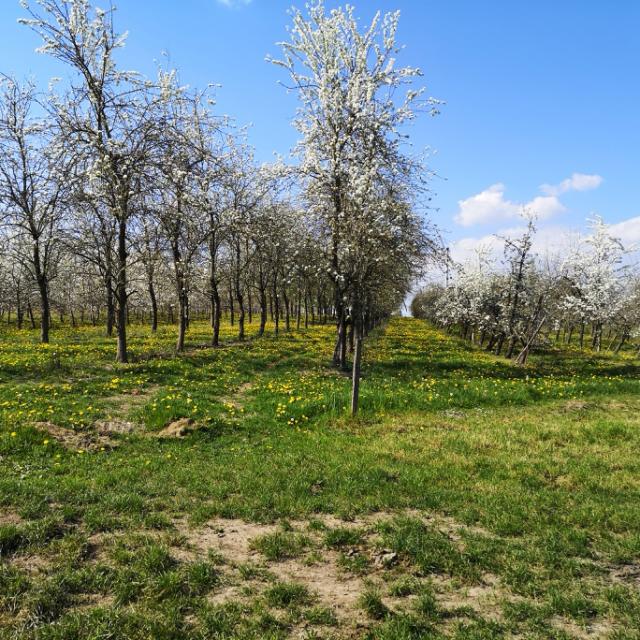 Bagnoles Orne Martellieres Ferme Calvados Terroir Savoir Faire Visite Cidre Pomme Champ Verger Campagne