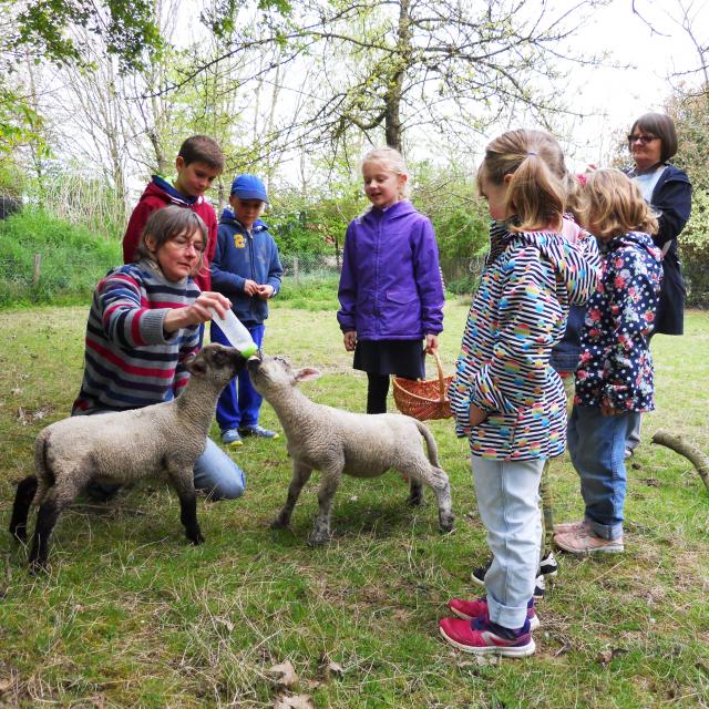 Bagnoles Orne Pom Producteur Cidre Terroir Pomme Jus Savoir Faire Visite Ferme Mouton