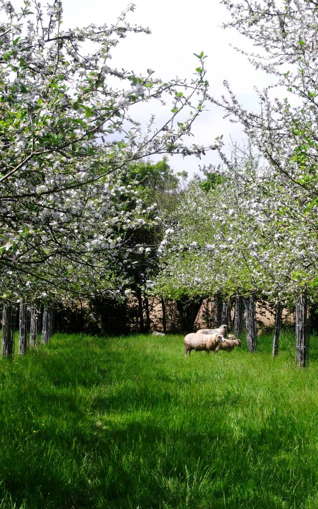 Bagnoles Orne Pom Producteur Cidre Terroir Pomme Jus Savoir Faire Visite Ferme Verger