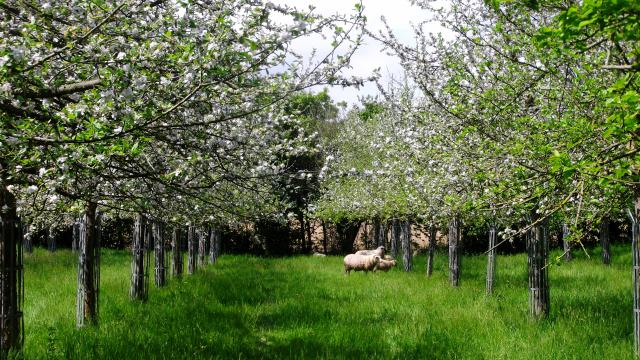 Bagnoles Orne Pom Producteur Cidre Terroir Pomme Jus Savoir Faire Visite Ferme Verger