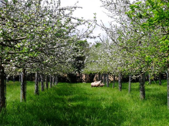 Bagnoles Orne Pom Producteur Cidre Terroir Pomme Jus Savoir Faire Visite Ferme Verger