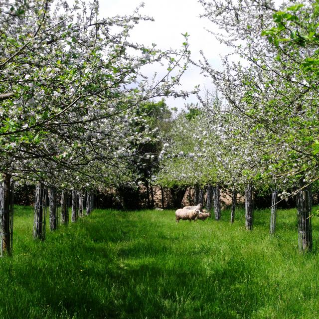 Bagnoles Orne Pom Producteur Cidre Terroir Pomme Jus Savoir Faire Visite Ferme Verger