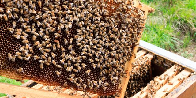 Open hive detail. Beekeeping, agriculture, rural life.