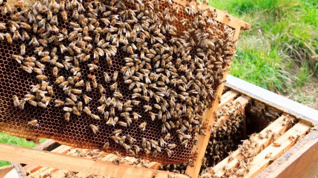 Open hive detail. Beekeeping, agriculture, rural life.