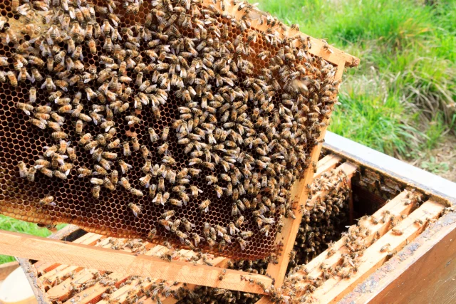 Open hive detail. Beekeeping, agriculture, rural life.