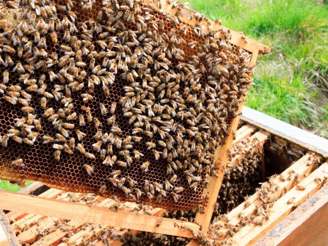 Open hive detail. Beekeeping, agriculture, rural life.