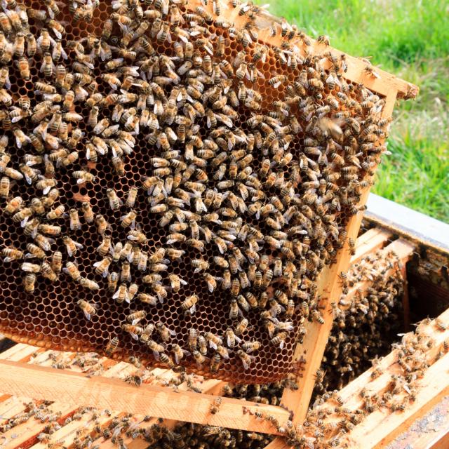 Open hive detail. Beekeeping, agriculture, rural life.