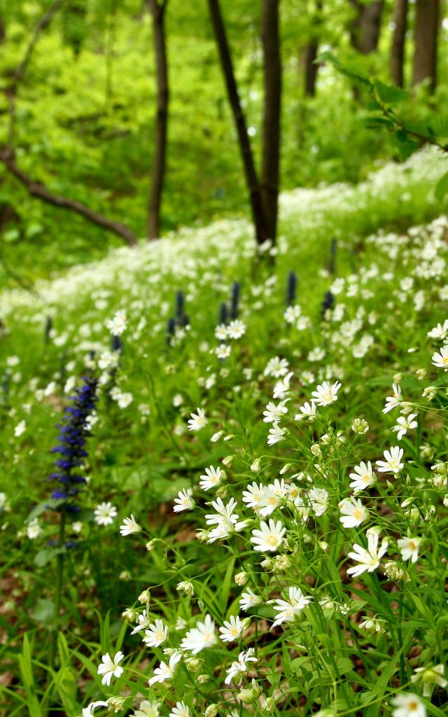 printemps-fleurs-forêt-nature-sauvage-plantes-vert-green-paquerette