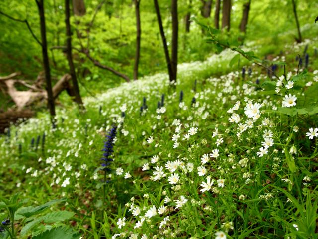 printemps-fleurs-forêt-nature-sauvage-plantes-vert-green-paquerette