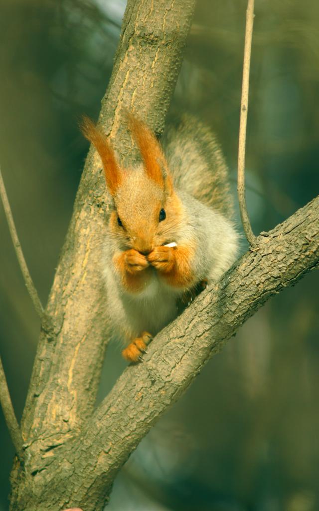 squirel-écureuil-rongeur-animal-nature-forêt-arbre-bagnoles