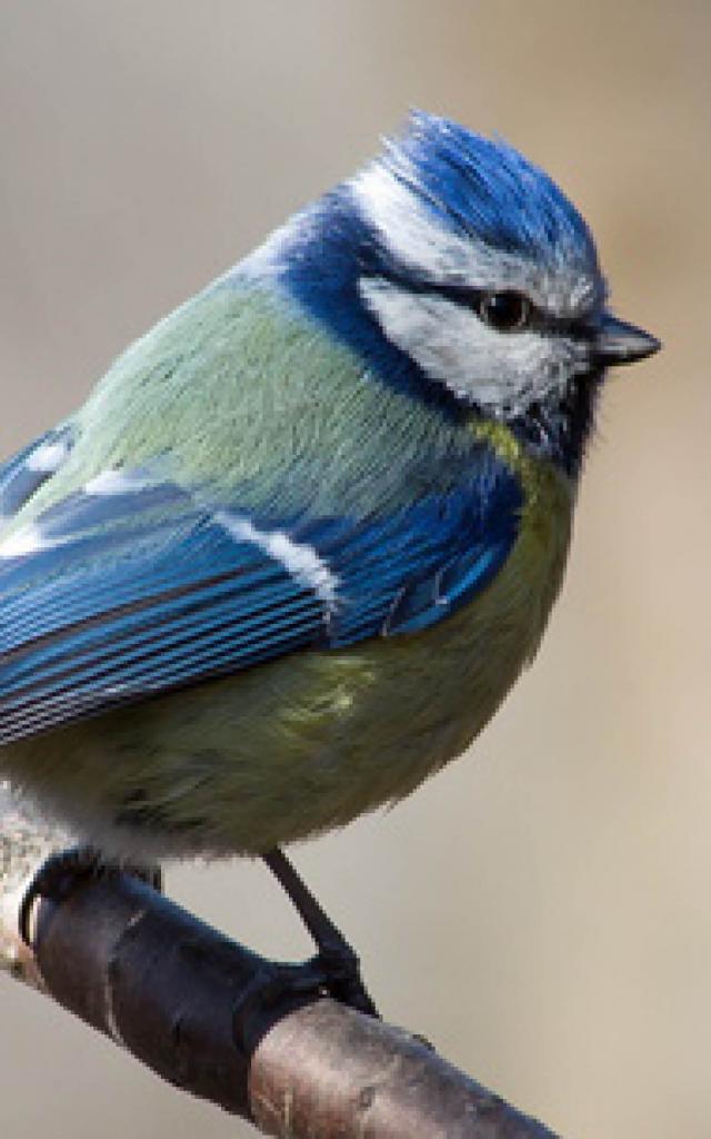 oiseau-bleu-nature-bird-blue-wild-animal-forêt-faune