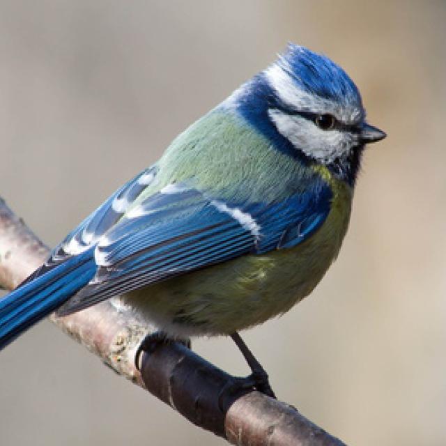 oiseau-bleu-nature-bird-blue-wild-animal-forêt-faune