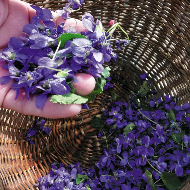 Bagnoles Orne Sortie Nature Fleurs Violettes