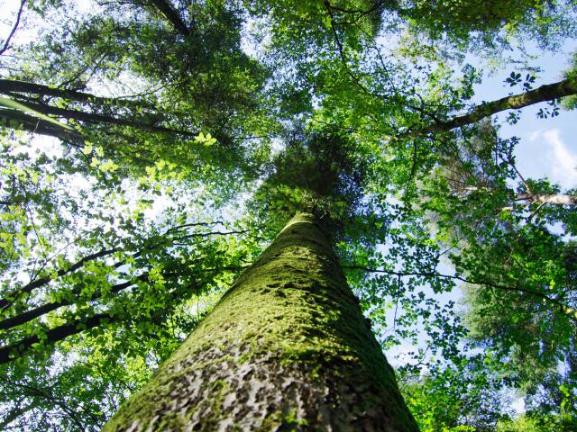 Bagnoles Orne Foret Andaines Arbre Nature Ciel