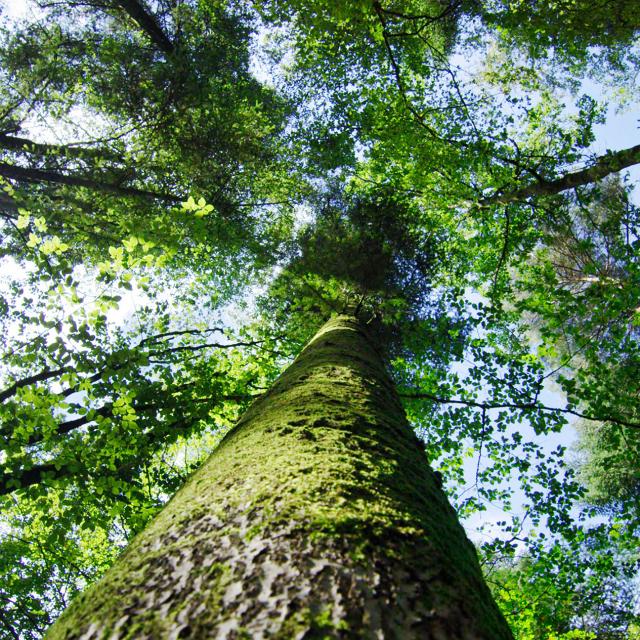 Bagnoles Orne Foret Andaines Arbre Nature Ciel