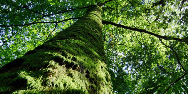 Bagnoles Orne Foret Andaines Arbre Remarquable Nature