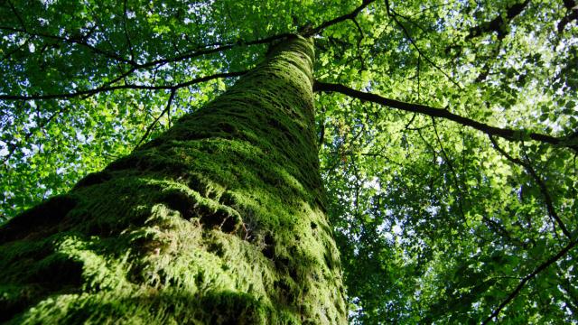 Bagnoles Orne Foret Andaines Arbre Remarquable Nature