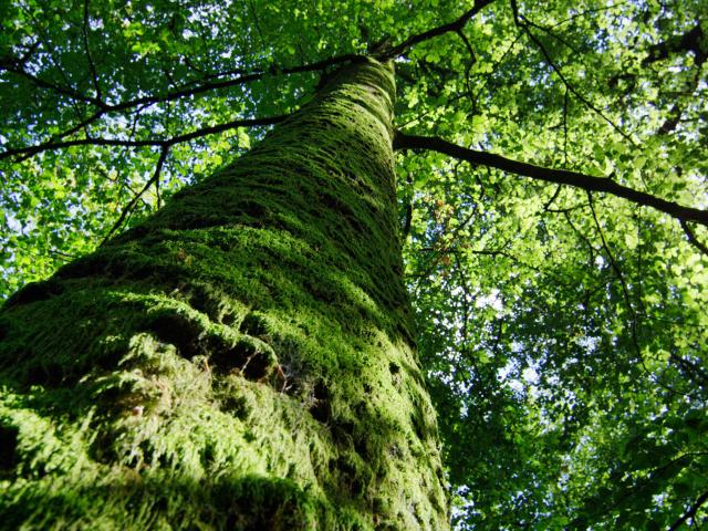 Bagnoles Orne Foret Andaines Arbre Remarquable Nature