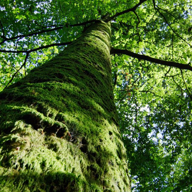 Bagnoles Orne Foret Andaines Arbre Remarquable Nature