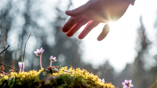 Hand of a man above a mossy rock with new delicate blue flower back lit by the sun. Concept of human caring and protecting for nature.