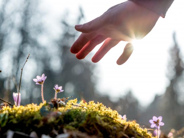 Hand of a man above a mossy rock with new delicate blue flower back lit by the sun. Concept of human caring and protecting for nature.