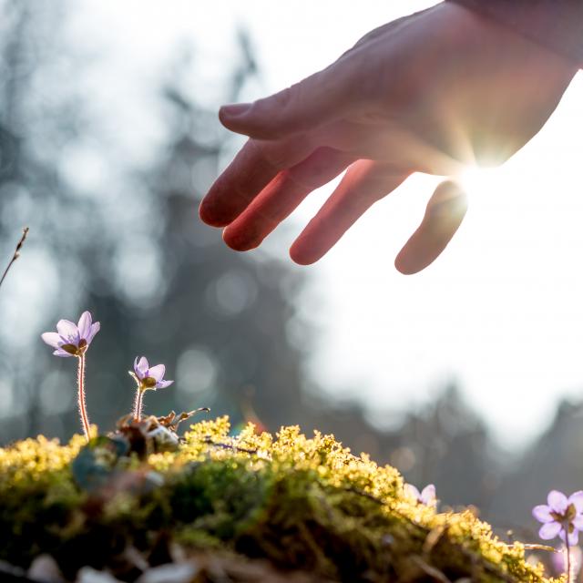 Hand of a man above a mossy rock with new delicate blue flower back lit by the sun. Concept of human caring and protecting for nature.