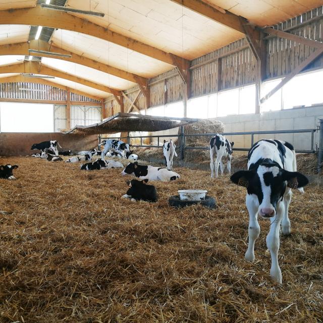 Ferme Cidricole Laitiere Manoir Durcet Veau