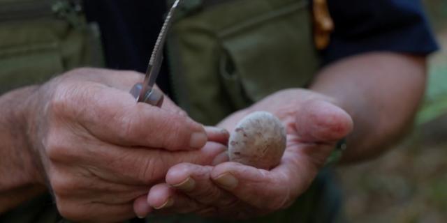 Bagnoles Orne Experiences Video Serie Portrait Rencontre Champignons Couteau Mycologue Foret Andaines Bebagnoles Normandie