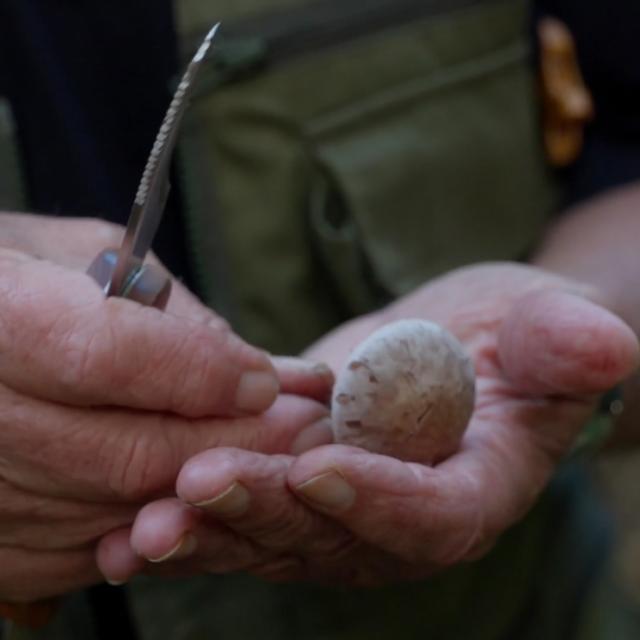 Bagnoles Orne Experiences Video Serie Portrait Rencontre Champignons Couteau Mycologue Foret Andaines Bebagnoles Normandie