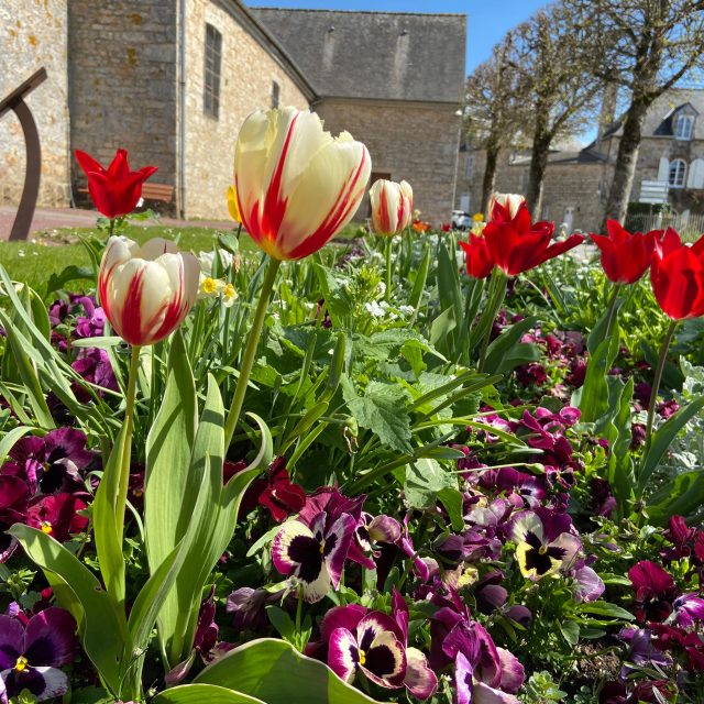 Bagnoles Orne Bebagnoles Eglise Sainte Madeleine Fleurs Printemps Tulipes