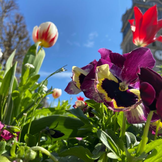 Bagnoles Orne Bebagnoles Eglise Sainte Madeleine Fleurs Printemps Violette