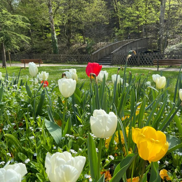 Bagnoles Orne Bebagnoles Square Frank Jay Gould Tulipes Fleurs Pont