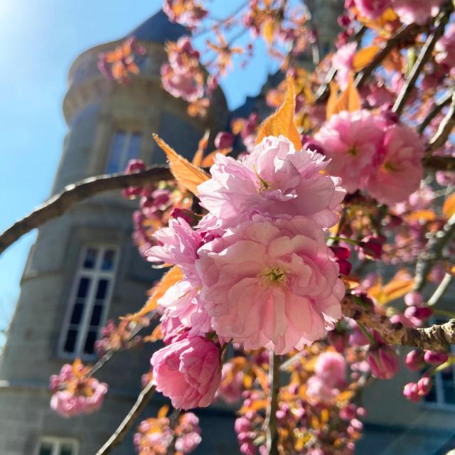 Bagnoles Orne Bebagnoles Cerisier Fleurs Chateau (1)