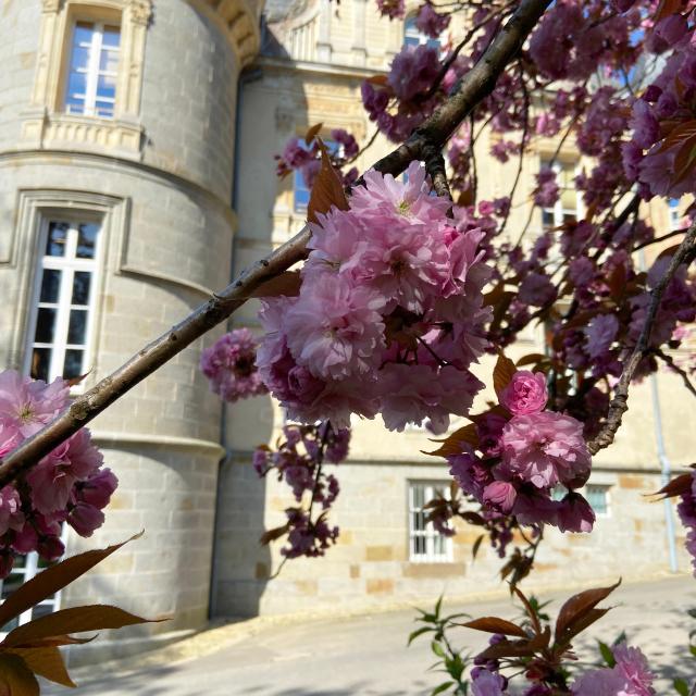 Bagnoles Orne Bebagnoles Cerisier Fleurs Chateau (2)