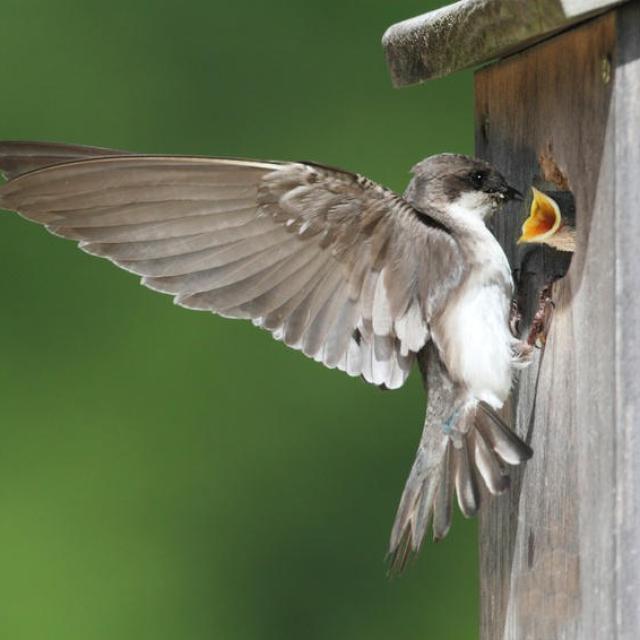 Bagnoles Orne Bebagnoles Topitos Ecogestes Animaux Oiseaux Hirondelle