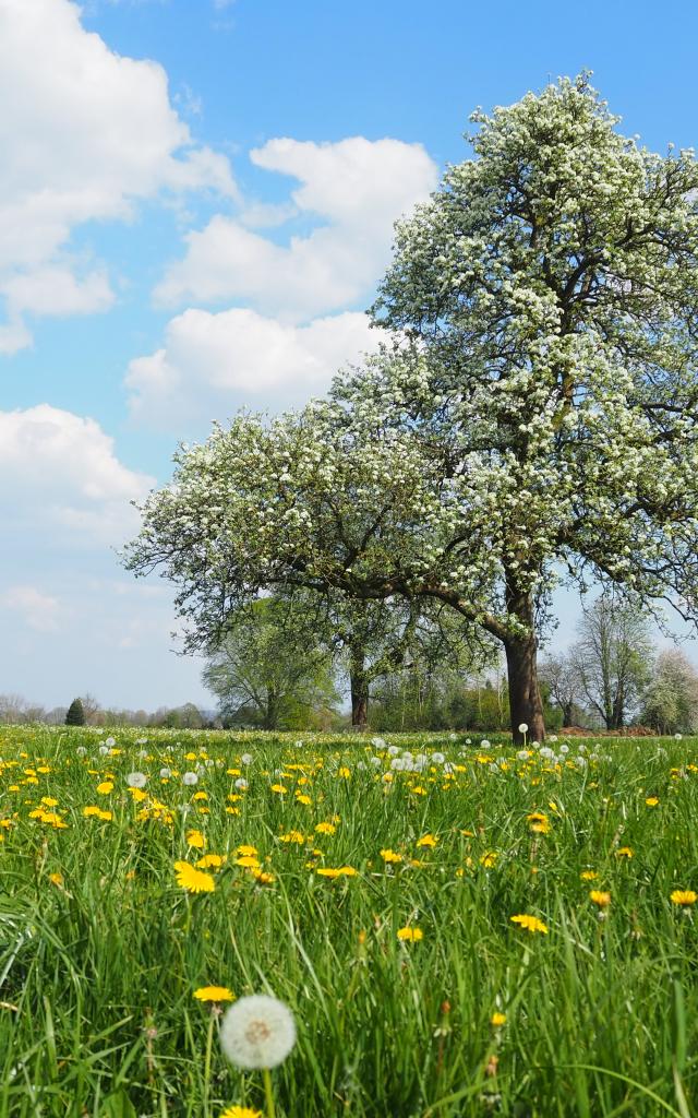 Bagnoles Orne Bebagnoles Gaec Grimaux Pacory Pomme Poire Ferme Poire Cidre Poirier Champs Fleurs