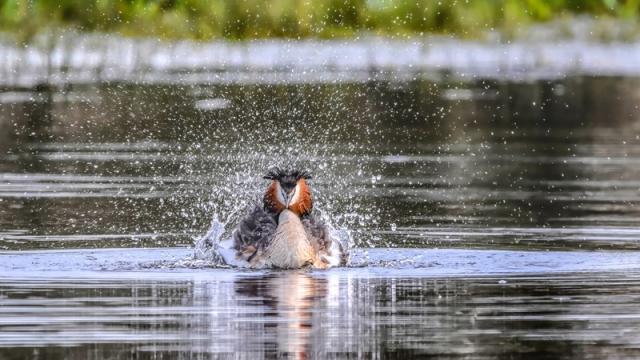 Bagnoles Orne Bebagnoles Domfront Exposition Oiseau Dhiver Divers Marieangepiet